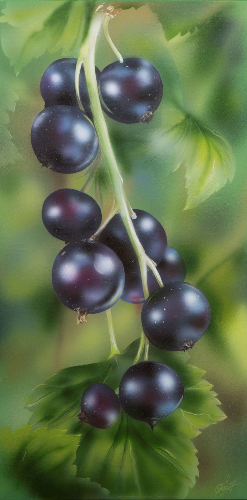 Black Currant by Svetlana Pogodina